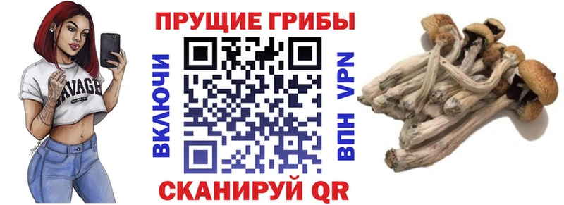 как найти закладки  Вихоревка  Псилоцибиновые грибы Psilocybine cubensis 